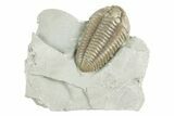Prone Flexicalymene Trilobite - Mt Orab, Ohio #380324-3